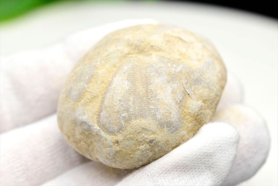 ウニ 化石 ブンブク 棘皮動物 ハートウニ 花模様 うにの化石 原石 モロッコ 天然石 パワーストーン