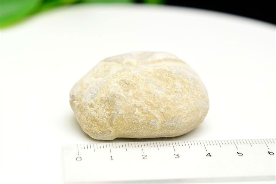 ウニ 化石 ブンブク 棘皮動物 ハートウニ 花模様 うにの化石 原石 モロッコ 天然石 パワーストーン