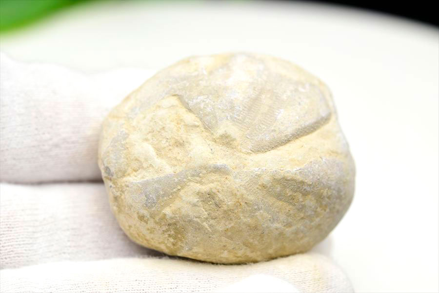 ウニ 化石 ブンブク 棘皮動物 ハートウニ 花模様 うにの化石 原石 モロッコ 天然石 パワーストーン