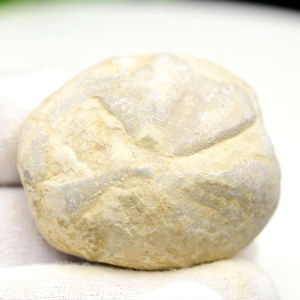 ウニ 化石 ブンブク 棘皮動物 ハートウニ 花模様 うにの化石 原石 モロッコ 天然石 パワーストーン