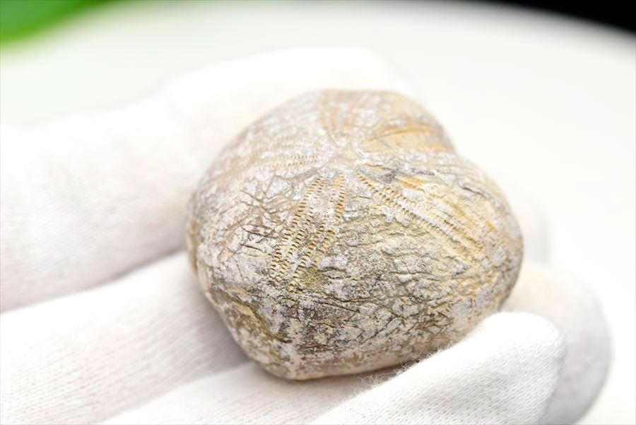 ウニ 化石 ブンブク 棘皮動物 ハートウニ 花模様 うにの化石 原石 モロッコ 天然石 パワーストーン