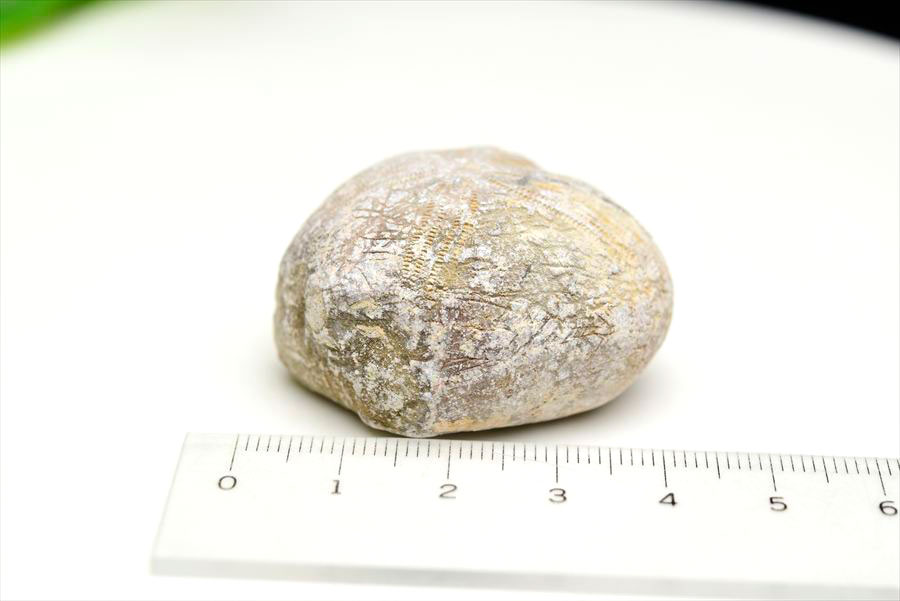ウニ 化石 ブンブク 棘皮動物 ハートウニ 花模様 うにの化石 原石 モロッコ 天然石 パワーストーン