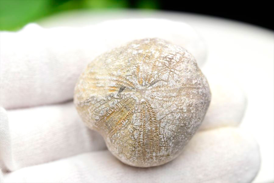 ウニ 化石 ブンブク 棘皮動物 ハートウニ 花模様 うにの化石 原石 モロッコ 天然石 パワーストーン
