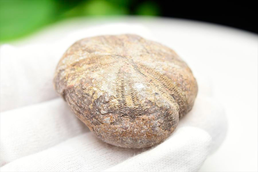 ウニ 化石 ブンブク 棘皮動物 ハートウニ 花模様 うにの化石 原石 モロッコ 天然石 パワーストーン