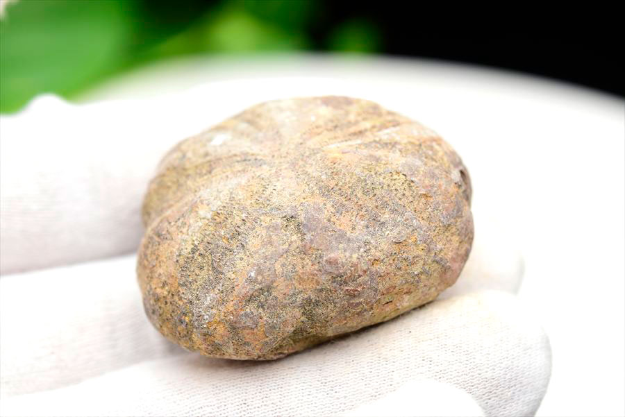 ウニ 化石 ブンブク 棘皮動物 ハートウニ 花模様 うにの化石 原石 モロッコ 天然石 パワーストーン