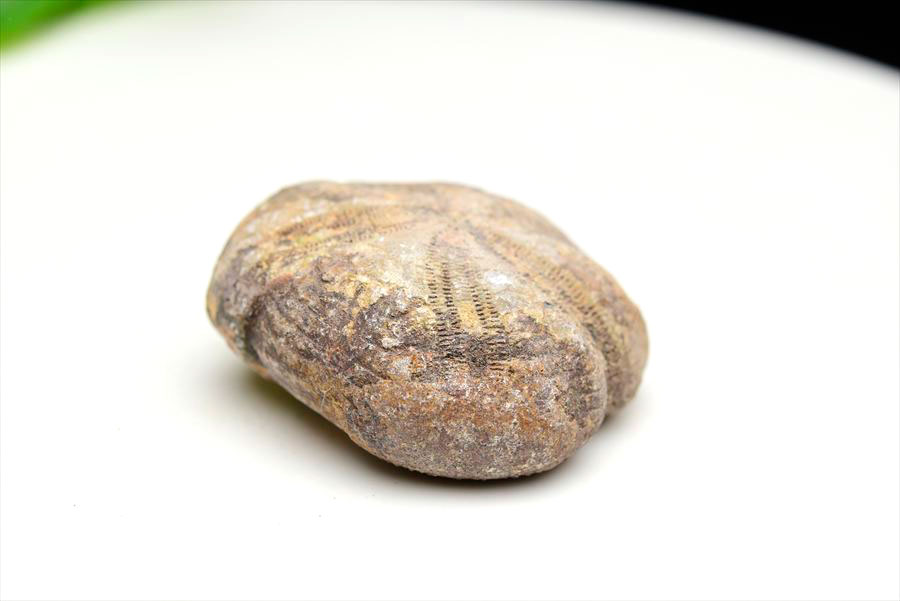 ウニ 化石 ブンブク 棘皮動物 ハートウニ 花模様 うにの化石 原石 モロッコ 天然石 パワーストーン