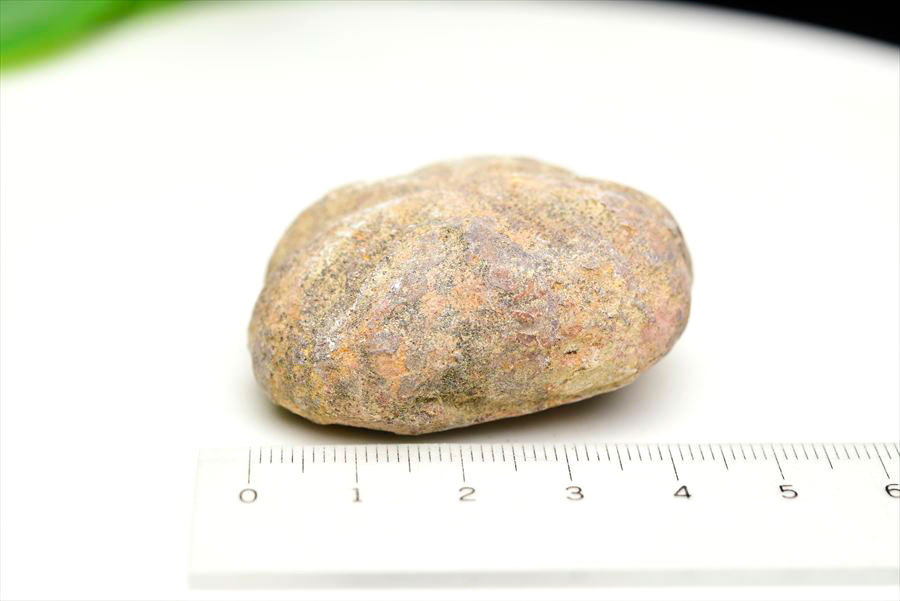 ウニ 化石 ブンブク 棘皮動物 ハートウニ 花模様 うにの化石 原石 モロッコ 天然石 パワーストーン
