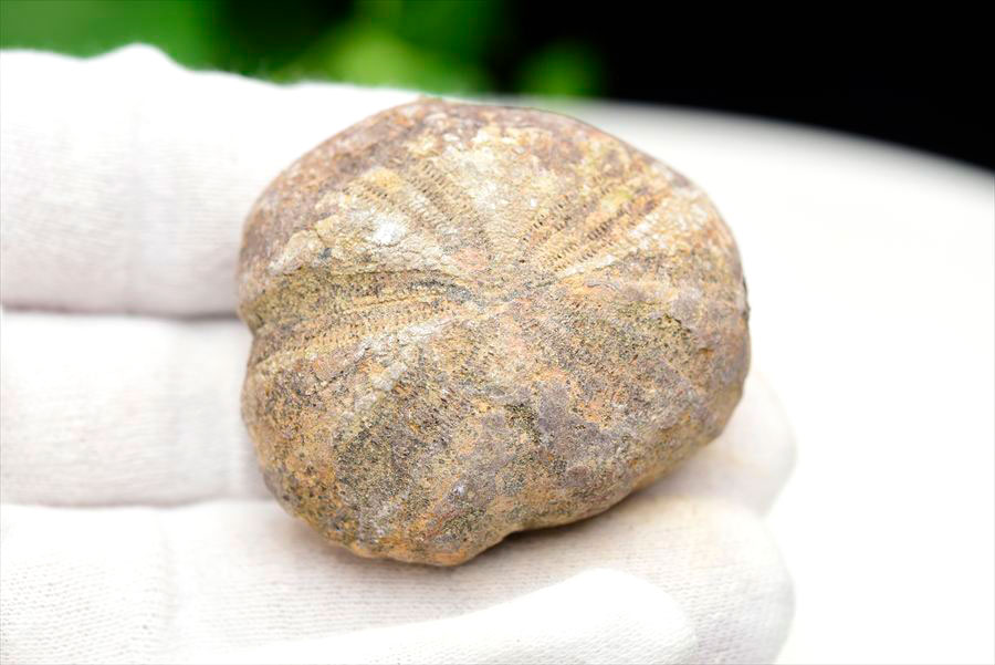 ウニ 化石 ブンブク 棘皮動物 ハートウニ 花模様 うにの化石 原石 モロッコ 天然石 パワーストーン