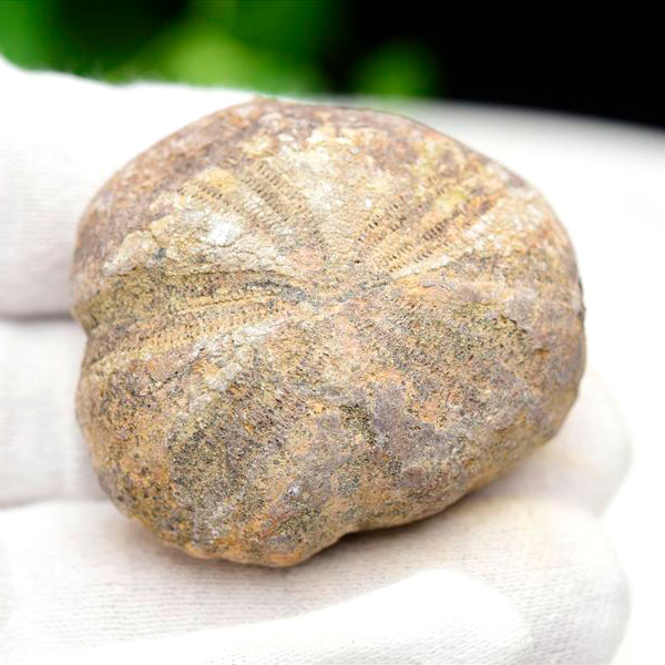 ウニ 化石 ブンブク 棘皮動物 ハートウニ 花模様 うにの化石 原石 モロッコ 天然石 パワーストーン
