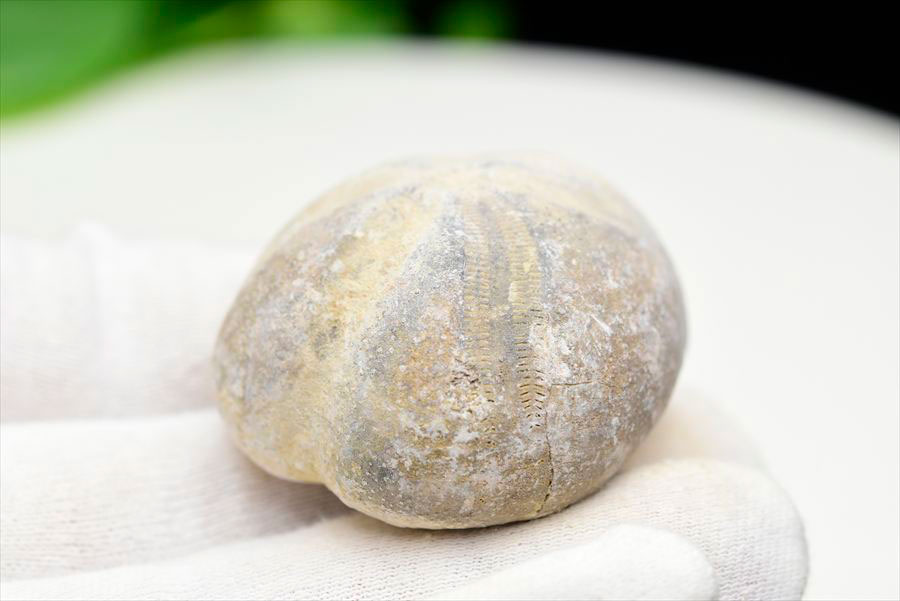 ウニ 化石 ブンブク 棘皮動物 ハートウニ 花模様 うにの化石 原石 モロッコ 天然石 パワーストーン