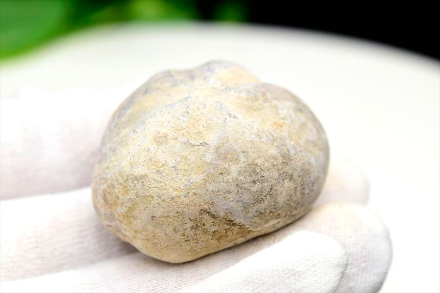 ウニ 化石 ブンブク 棘皮動物 ハートウニ 花模様 うにの化石 原石 モロッコ 天然石 パワーストーン