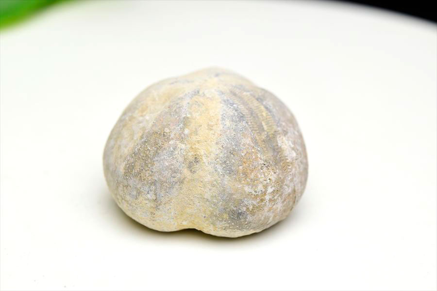 ウニ 化石 ブンブク 棘皮動物 ハートウニ 花模様 うにの化石 原石 モロッコ 天然石 パワーストーン