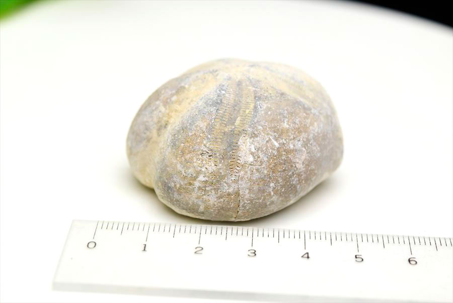 ウニ 化石 ブンブク 棘皮動物 ハートウニ 花模様 うにの化石 原石 モロッコ 天然石 パワーストーン