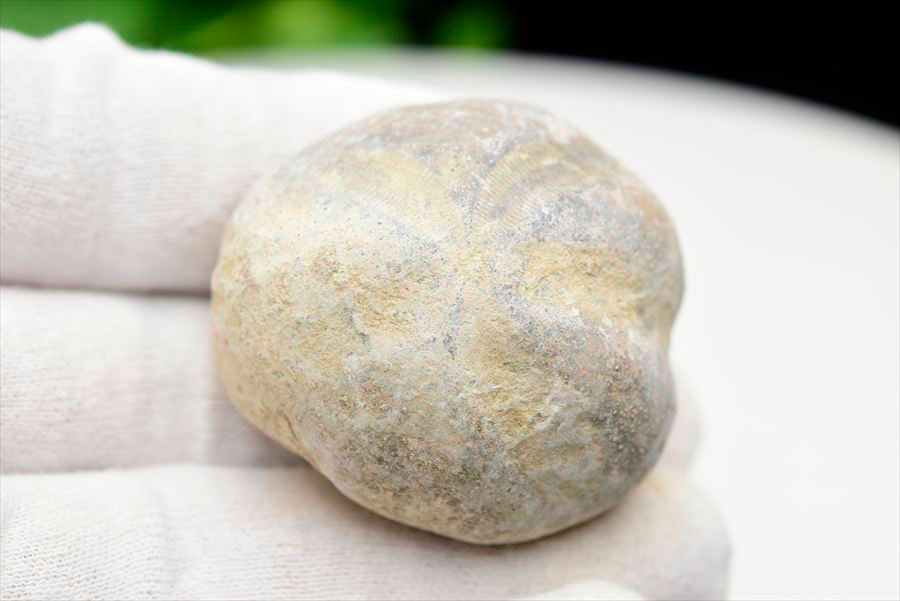 ウニ 化石 ブンブク 棘皮動物 ハートウニ 花模様 うにの化石 原石 モロッコ 天然石 パワーストーン