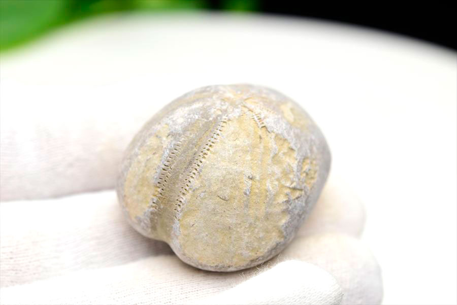 ウニ 化石 ブンブク 棘皮動物 ハートウニ 花模様 うにの化石 原石 モロッコ 天然石 パワーストーン