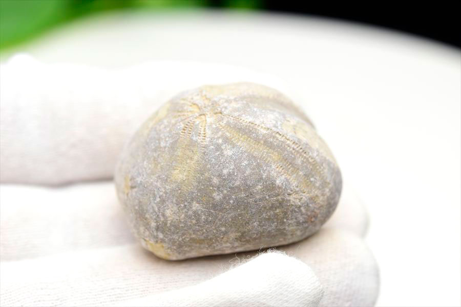 ウニ 化石 ブンブク 棘皮動物 ハートウニ 花模様 うにの化石 原石 モロッコ 天然石 パワーストーン