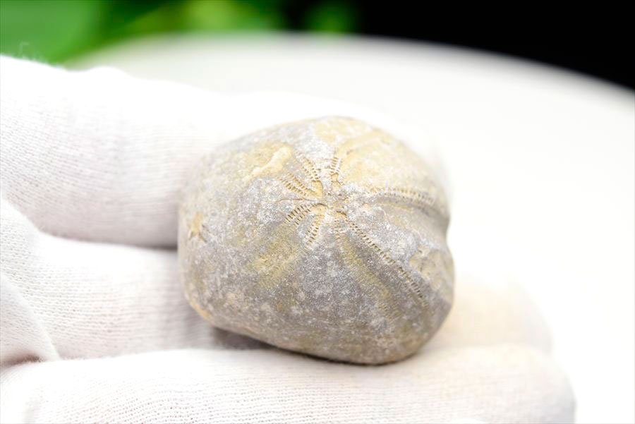 ウニ 化石 ブンブク 棘皮動物 ハートウニ 花模様 うにの化石 原石 モロッコ 天然石 パワーストーン
