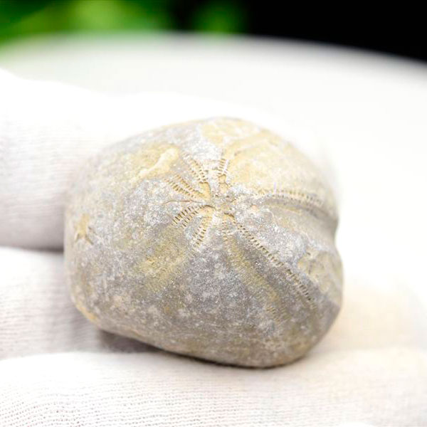 ウニ 化石 ブンブク 棘皮動物 ハートウニ 花模様 うにの化石 原石 モロッコ 天然石 パワーストーン