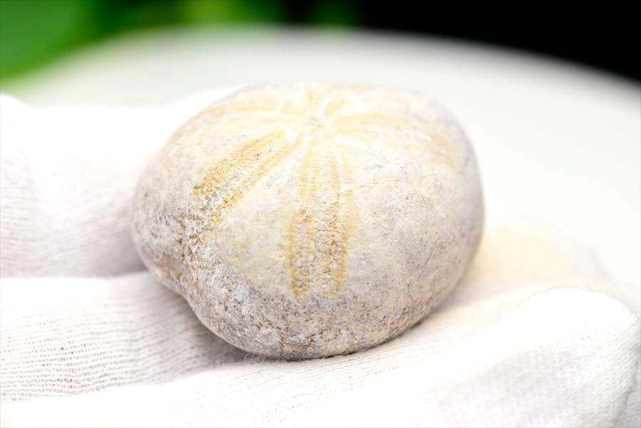 ウニ 化石 ブンブク 棘皮動物 ハートウニ 花模様 うにの化石 原石 モロッコ 天然石 パワーストーン