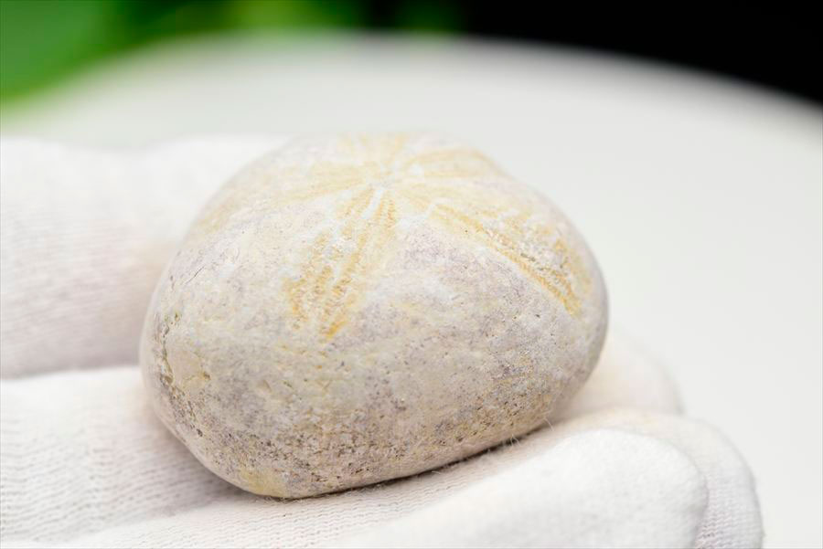 ウニ 化石 ブンブク 棘皮動物 ハートウニ 花模様 うにの化石 原石 モロッコ 天然石 パワーストーン