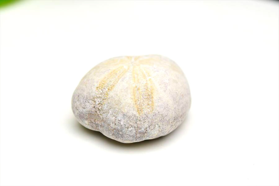 ウニ 化石 ブンブク 棘皮動物 ハートウニ 花模様 うにの化石 原石 モロッコ 天然石 パワーストーン