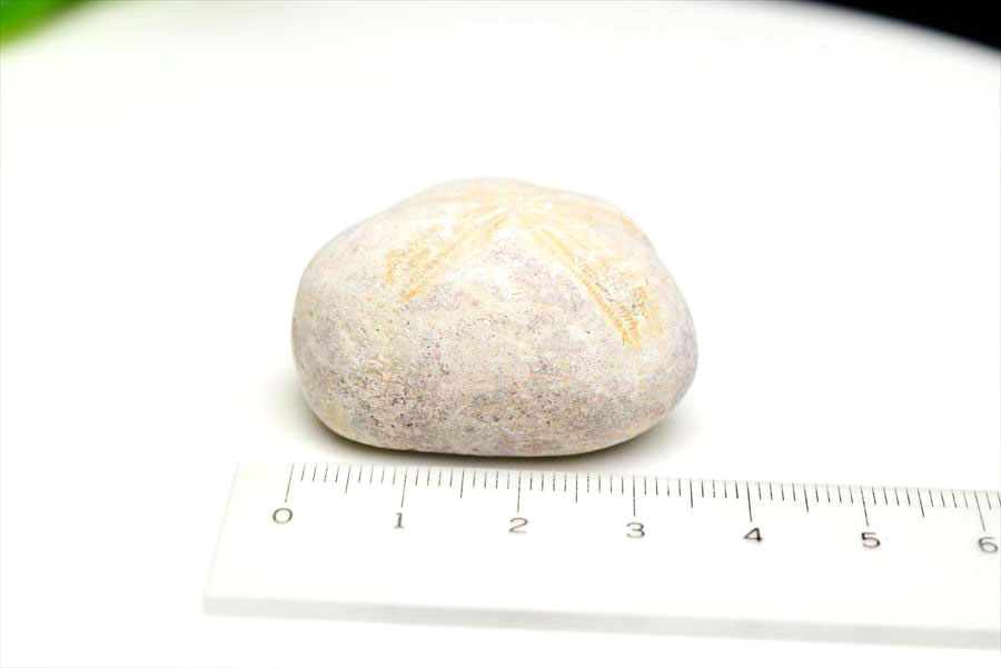 ウニ 化石 ブンブク 棘皮動物 ハートウニ 花模様 うにの化石 原石 モロッコ 天然石 パワーストーン