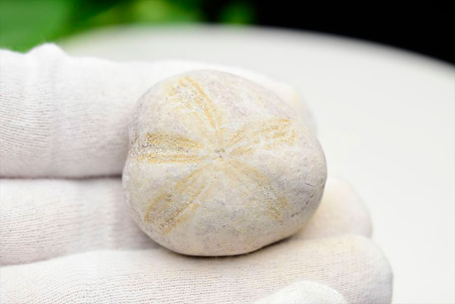ウニ 化石 ブンブク 棘皮動物 ハートウニ 花模様 うにの化石 原石 モロッコ 天然石 パワーストーン