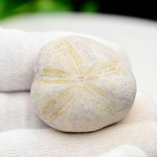 ウニ 化石 ブンブク 棘皮動物 ハートウニ 花模様 うにの化石 原石 モロッコ 天然石 パワーストーン