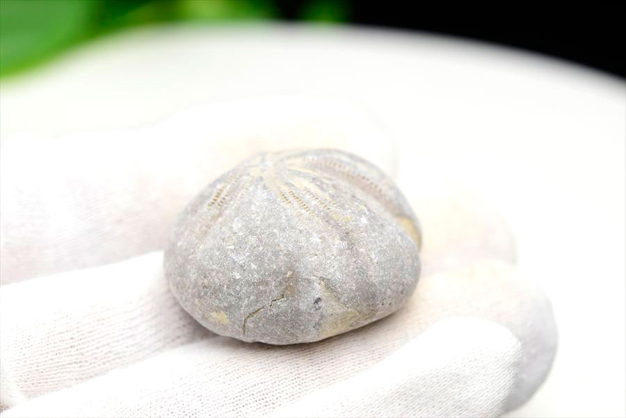 ウニ 化石 ブンブク 棘皮動物 ハートウニ 花模様 うにの化石 原石 モロッコ 天然石 パワーストーン