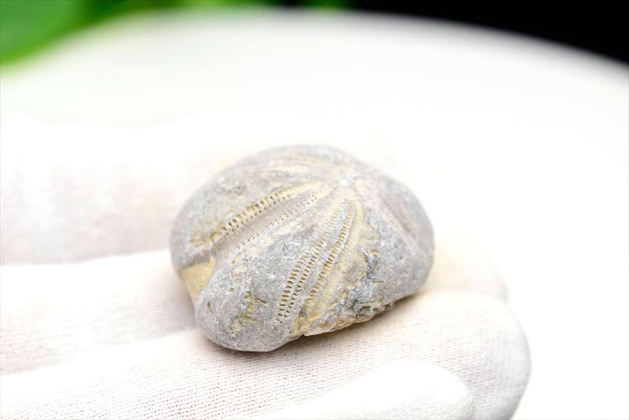 ウニ 化石 ブンブク 棘皮動物 ハートウニ 花模様 うにの化石 原石 モロッコ 天然石 パワーストーン