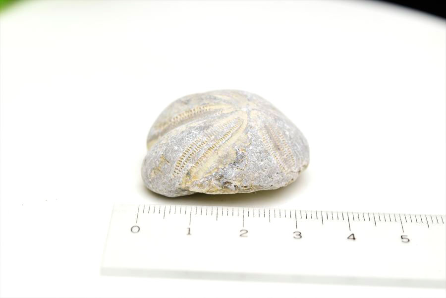 ウニ 化石 ブンブク 棘皮動物 ハートウニ 花模様 うにの化石 原石 モロッコ 天然石 パワーストーン