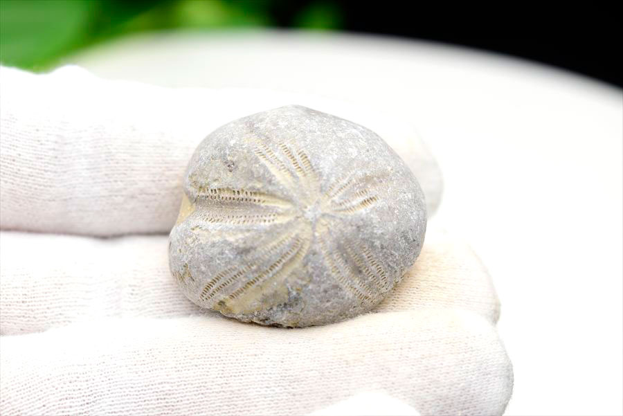 ウニ 化石 ブンブク 棘皮動物 ハートウニ 花模様 うにの化石 原石 モロッコ 天然石 パワーストーン