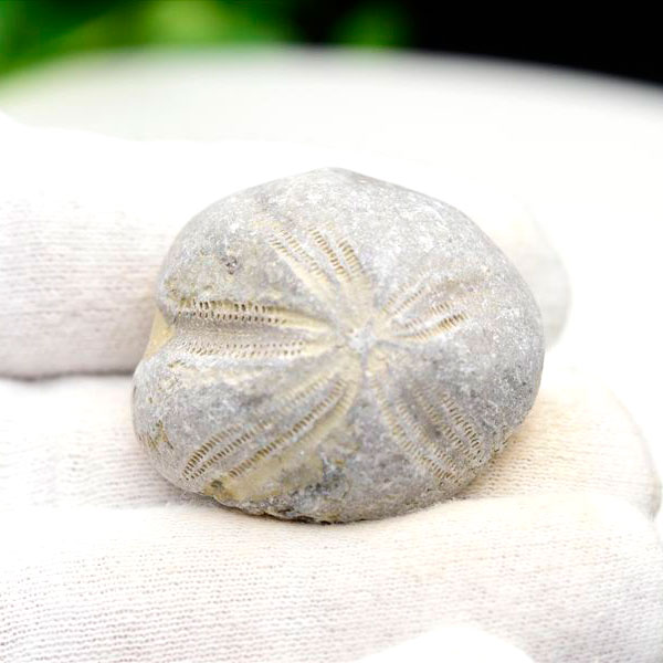 ウニ 化石 ブンブク 棘皮動物 ハートウニ 花模様 うにの化石 原石 モロッコ 天然石 パワーストーン