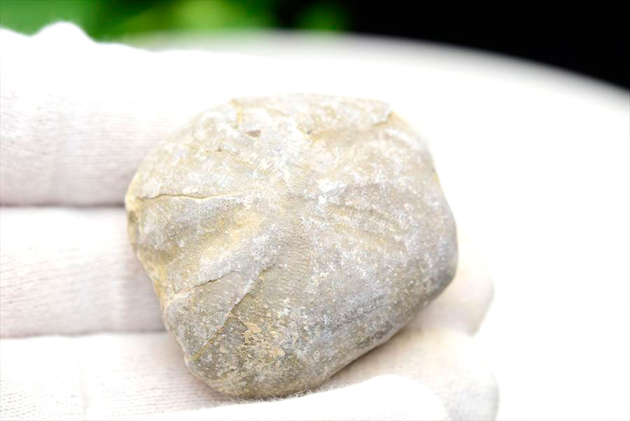 ウニ 化石 ブンブク 棘皮動物 ハートウニ 花模様 うにの化石 原石 モロッコ 天然石 パワーストーン
