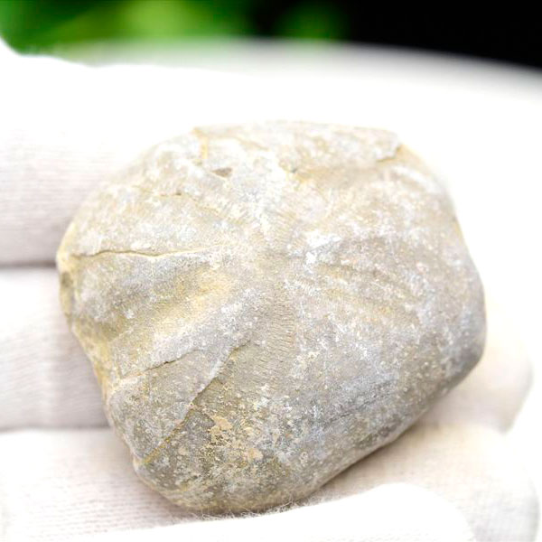 ウニ 化石 ブンブク 棘皮動物 ハートウニ 花模様 うにの化石 原石 モロッコ 天然石 パワーストーン