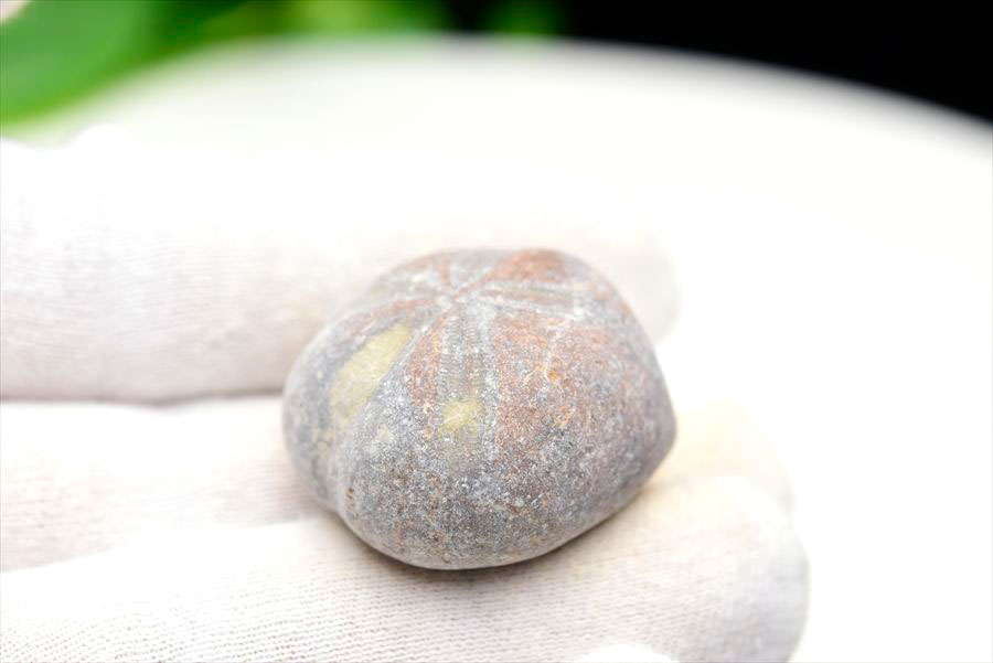ウニ 化石 ブンブク 棘皮動物 ハートウニ 花模様 うにの化石 原石 モロッコ 天然石 パワーストーン