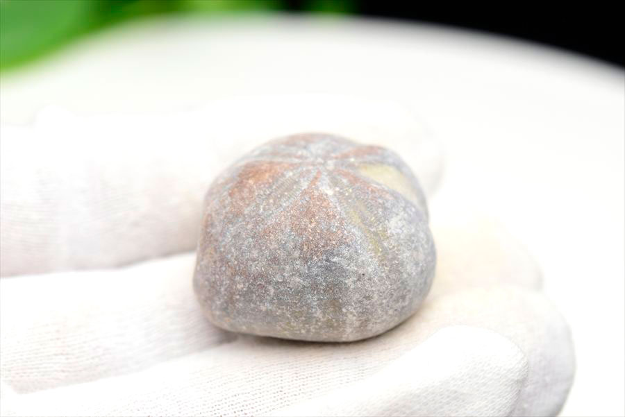 ウニ 化石 ブンブク 棘皮動物 ハートウニ 花模様 うにの化石 原石 モロッコ 天然石 パワーストーン