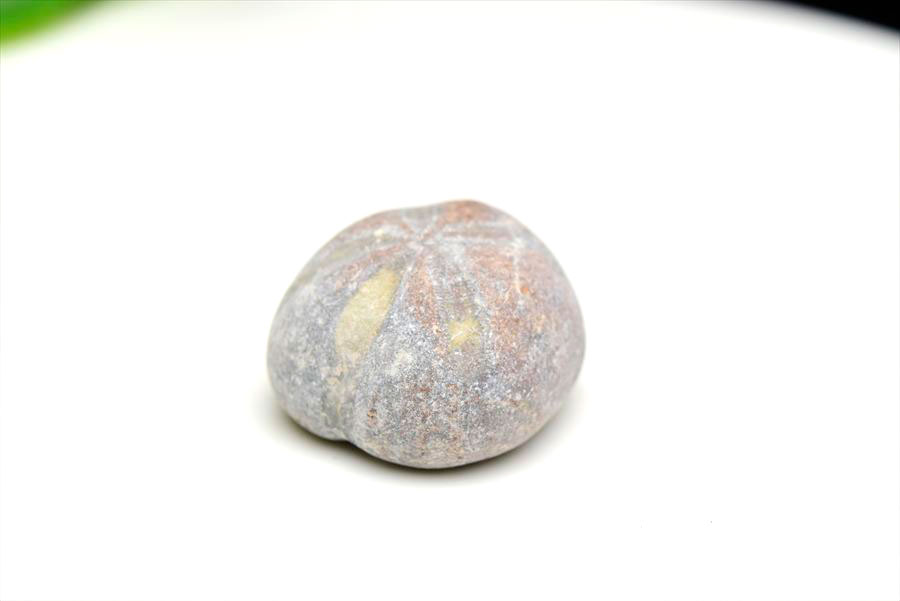 ウニ 化石 ブンブク 棘皮動物 ハートウニ 花模様 うにの化石 原石 モロッコ 天然石 パワーストーン