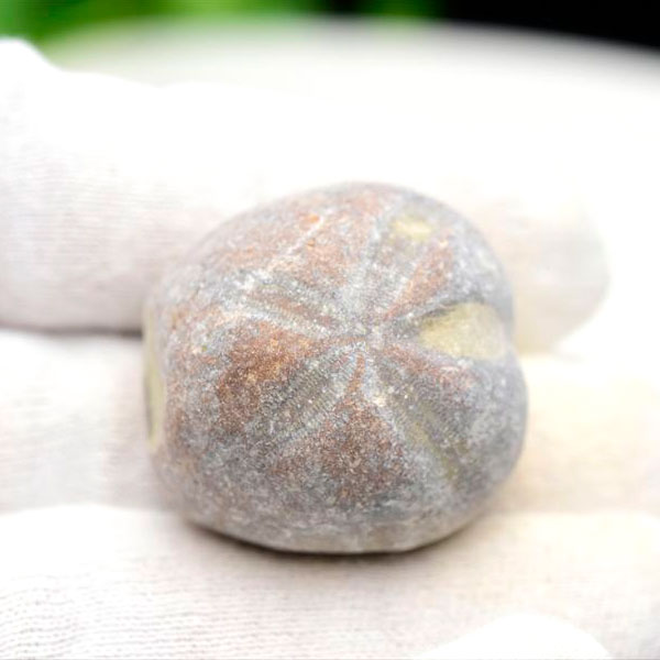 ウニ 化石 ブンブク 棘皮動物 ハートウニ 花模様 うにの化石 原石 モロッコ 天然石 パワーストーン