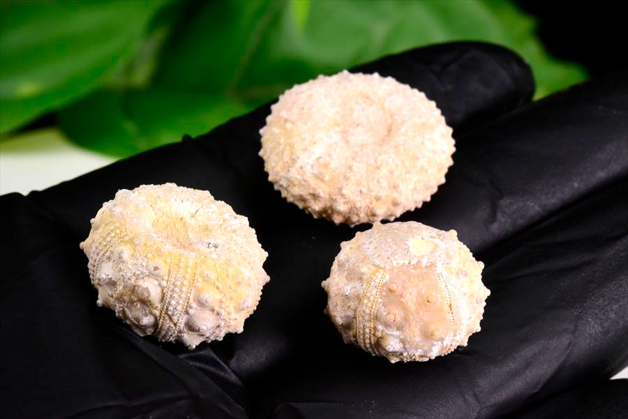 ウニ 化石 原石 モロッコ ブンブク Cidaris Echinoid シダリス 棘皮動物 うにの化石