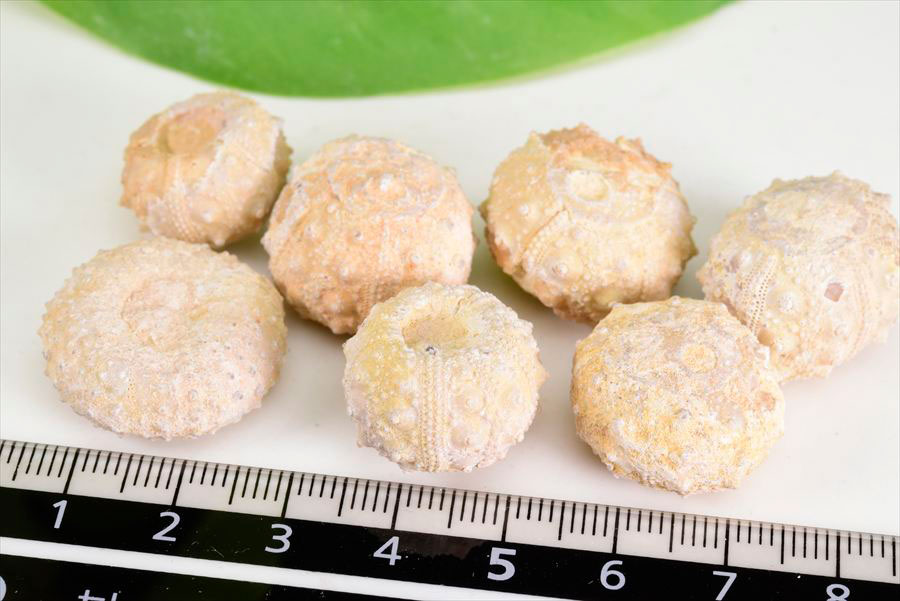 ウニ 化石 原石 モロッコ ブンブク Cidaris Echinoid シダリス 棘皮動物 うにの化石