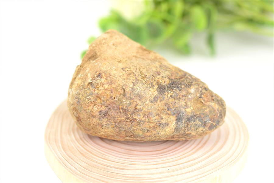 三葉虫　化石　ノジュール　コンクリーション　Trilobite　モロッコ　体験　実験