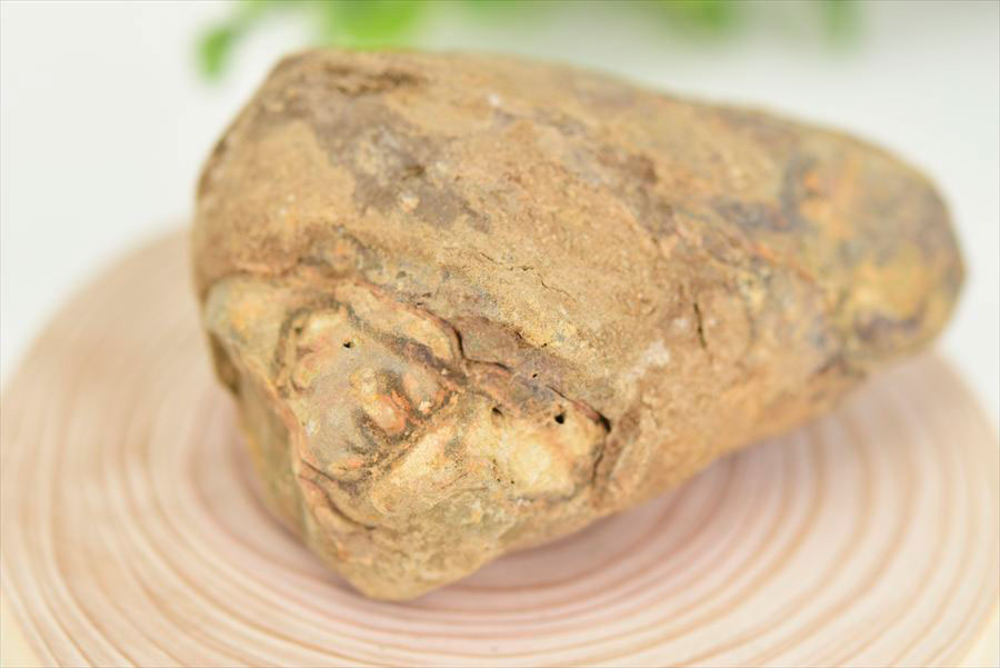 三葉虫　化石　ノジュール　コンクリーション　Trilobite　モロッコ　体験　実験