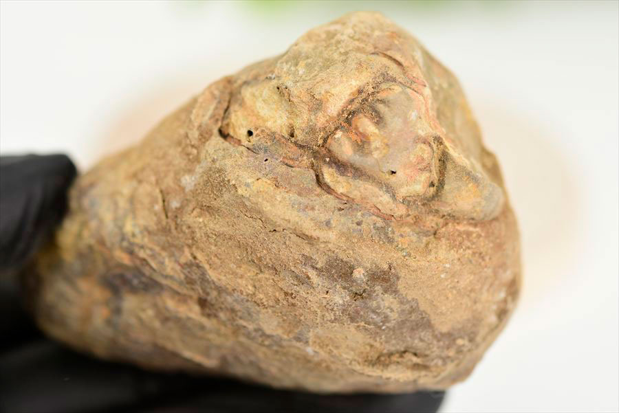 三葉虫　化石　ノジュール　コンクリーション　Trilobite　モロッコ　体験　実験