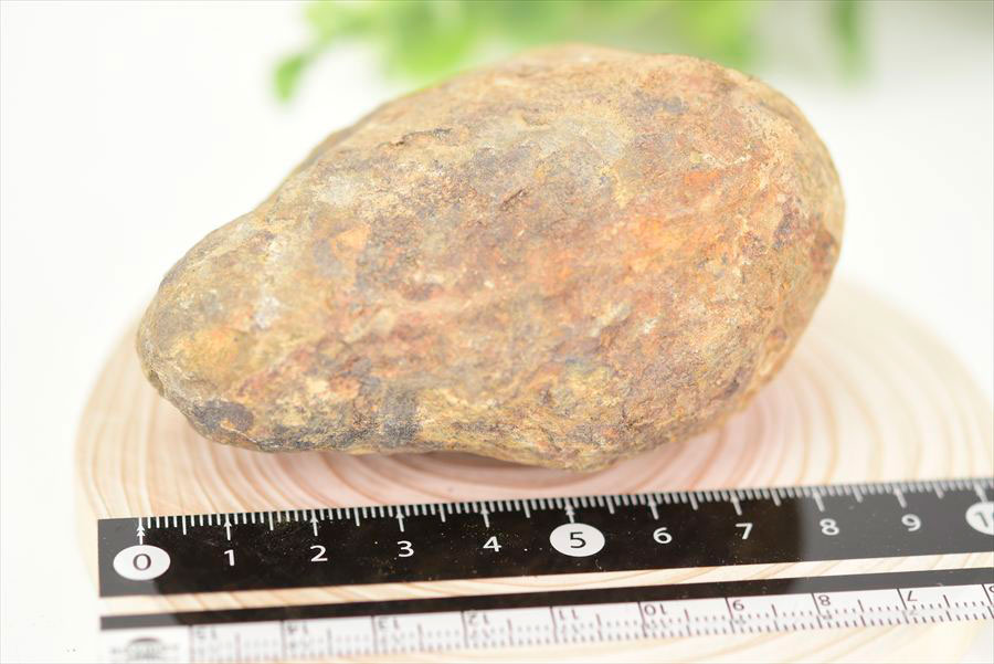 三葉虫　化石　ノジュール　コンクリーション　Trilobite　モロッコ　体験　実験