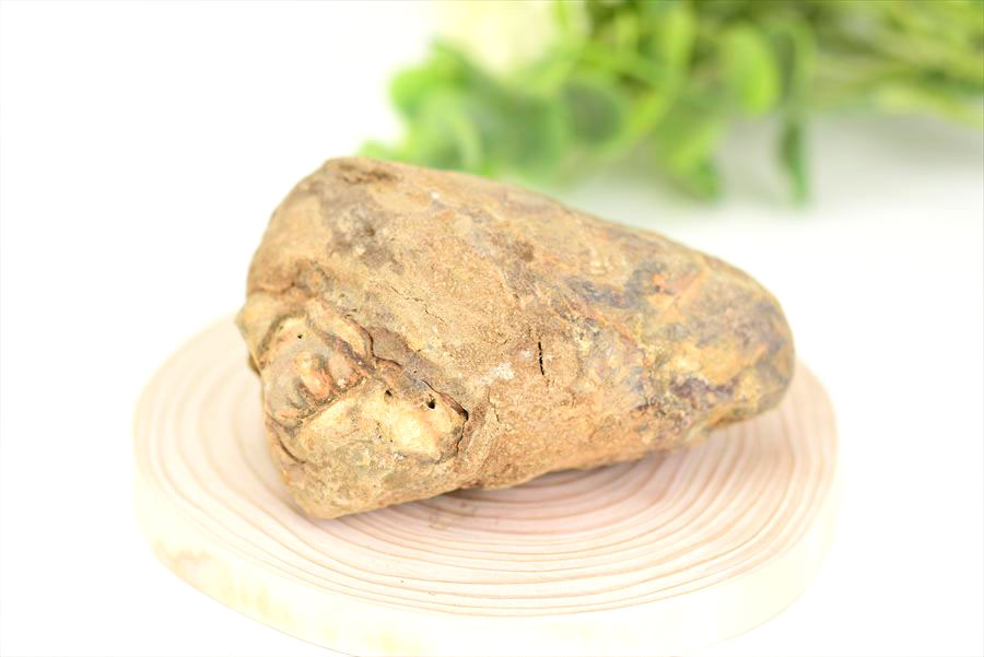 三葉虫　化石　ノジュール　コンクリーション　Trilobite　モロッコ　体験　実験