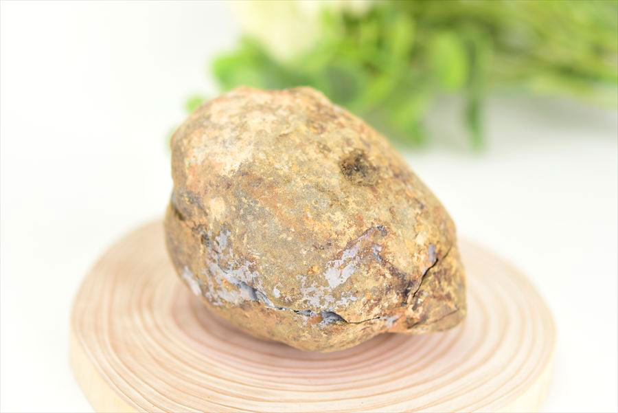 三葉虫　化石　ノジュール　コンクリーション　Trilobite　モロッコ　体験　実験