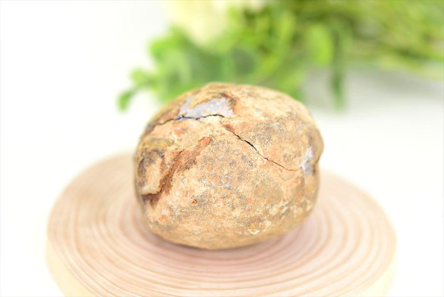 三葉虫　化石　ノジュール　コンクリーション　Trilobite　モロッコ　体験　実験