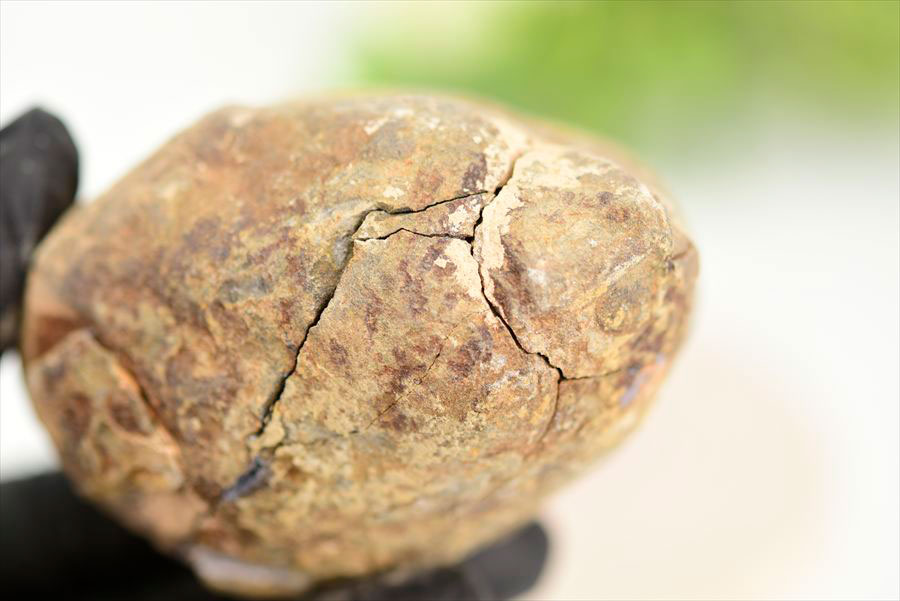 三葉虫　化石　ノジュール　コンクリーション　Trilobite　モロッコ　体験　実験