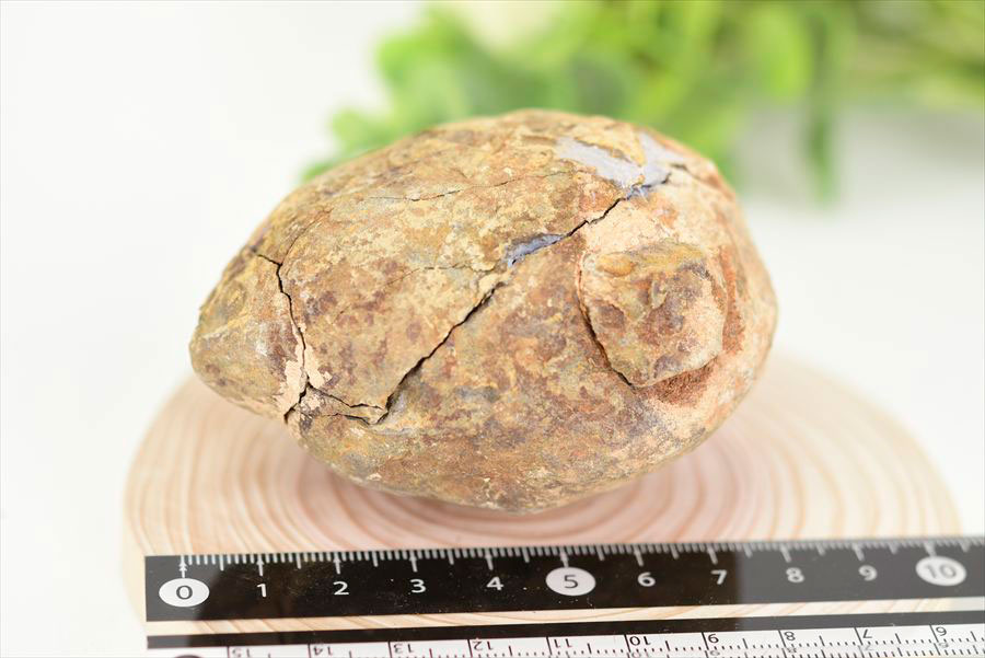 三葉虫　化石　ノジュール　コンクリーション　Trilobite　モロッコ　体験　実験